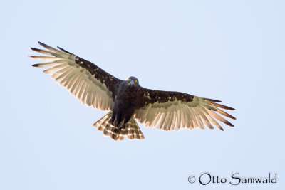 Brown Snake Eagle - Circaetus cinereus