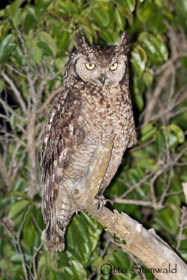 Spotted Eagle-Owl - Bubo capensis