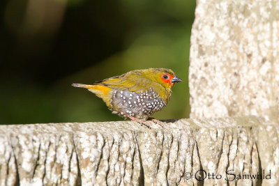 Green Twinspot - Mandingoa nitidula