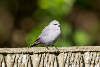 Grey Waxbill - Estrilda perreini