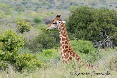 Cape Giraffe - Giraffa giraffa
