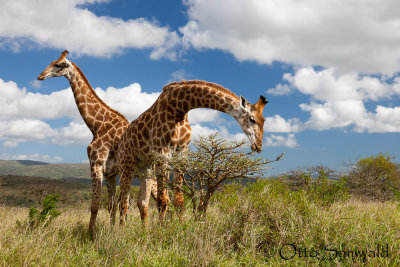 Cape Giraffe - Giraffa giraffa