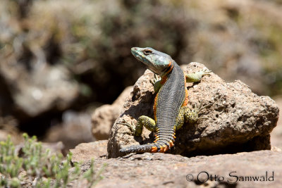 Drakensberg Crag Lizard - Pseudocordylus melanotus