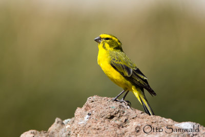 Yellow Canary - Crithagra flaviventris