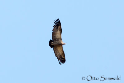 Cape Vulture - Gyps coprotheres