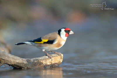 Goldfinch-SKUA'S HEADQUARTERS