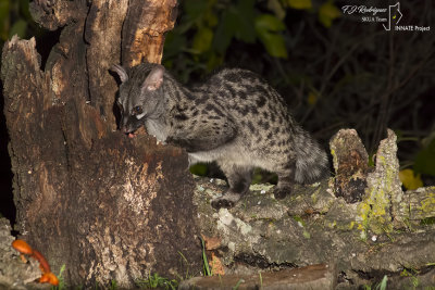 Genet