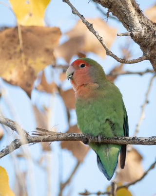 lovebirds_parrots__parakeets