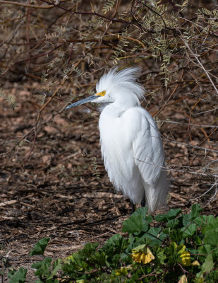 egrets__heron
