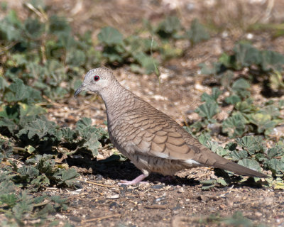 doves__pigeons