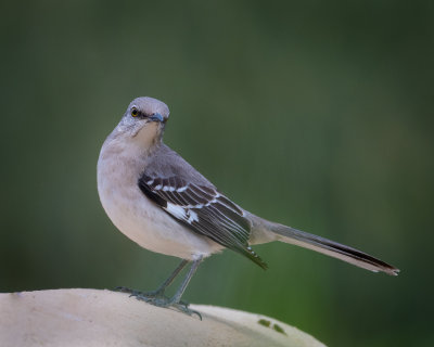 Northern Mockingbird 