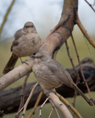 Curved-billed Thrasher