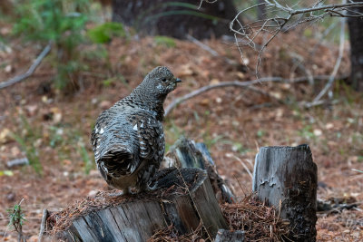 Spouse Grouse 