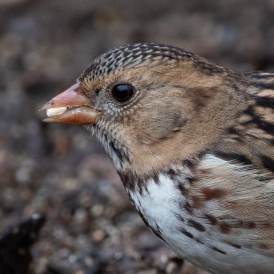 Harris Sparrows 