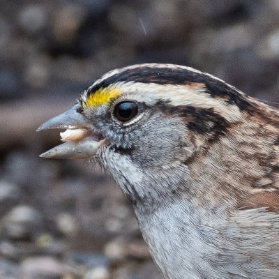 White-throated Sparrow 