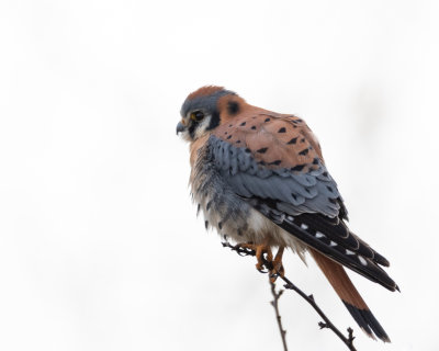 kestrels