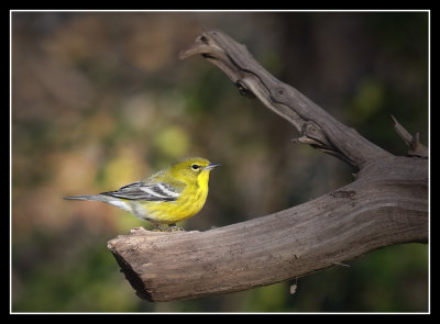 Pine Warbler