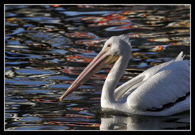 Colored Ripples