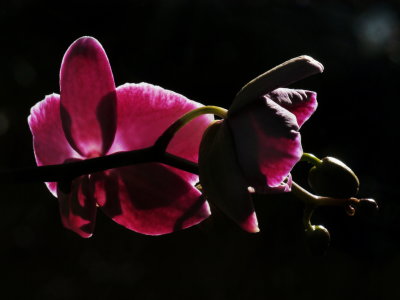 Maroon Phalaenopsis 2019 bloom