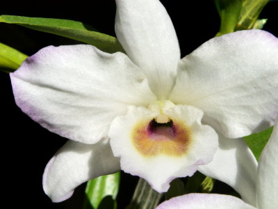 Dendrobium Spring Bride 2019 bloom 1