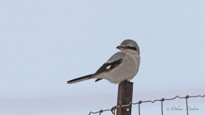 Pie-griche borale_4708 - Northern Shrike