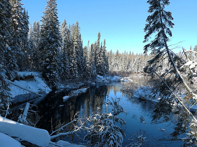 Blue Spruce December 2018 - January 2019