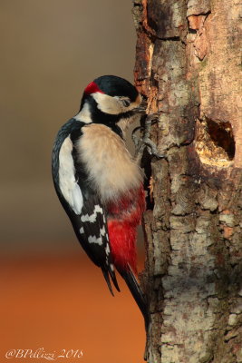 Great Red Woodpecker