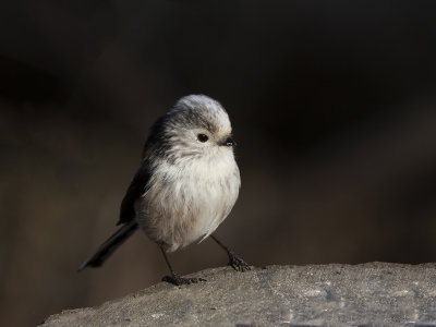Long-tailed tit.