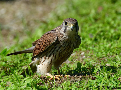 Common Kestrel DSC_2570