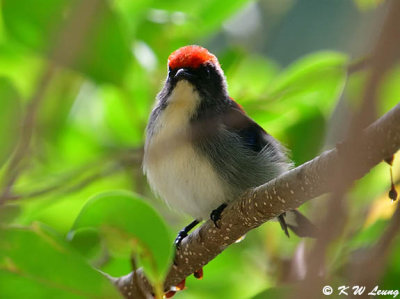 Scarlet-backed Flowerpecker DSC_0755