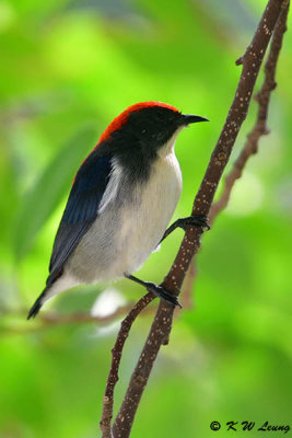 Scarlet--backed Flowerpecker DSC_0678