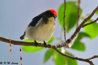Scarlet-backed Flowerpecker DSC_0766