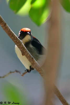 Scarlet-backed Flowerpecker DSC_1384