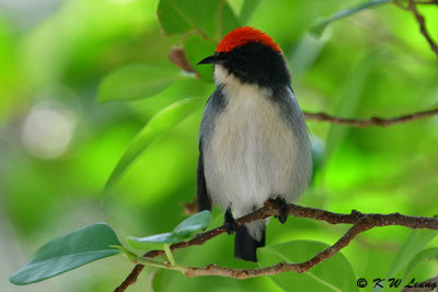 Scarlet-backed Flowerpecker DSC_1691