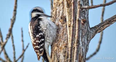Woodpecker Pecking P1050508