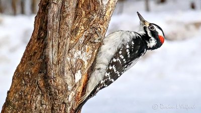 Woodpecker Looking Up P1050559