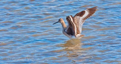 Willet Spreading Its Wings 38094