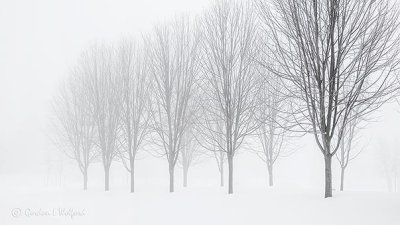 Trees In Winter Fog P1050914-6