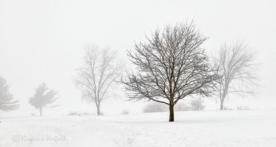 Trees In Winter Fog P1050886