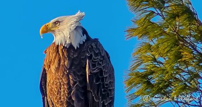 Bald Eagle Perched In Wind P1060173 (crop)