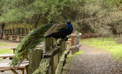 Peacock