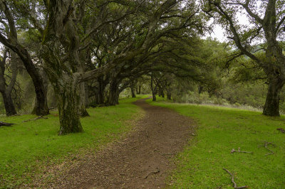 Trail under the Oaks
