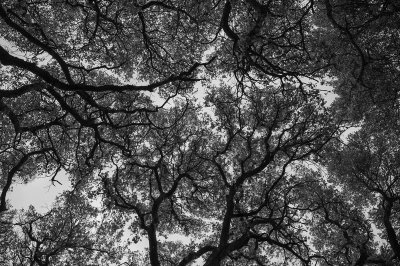 Under the Oaks Canopy