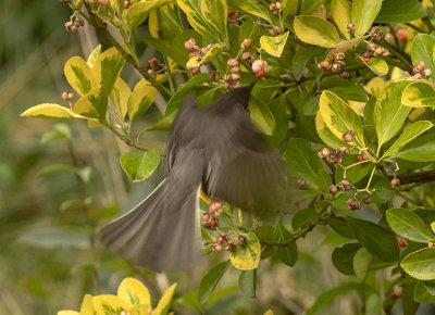 A Berry Picking Black Phoebe