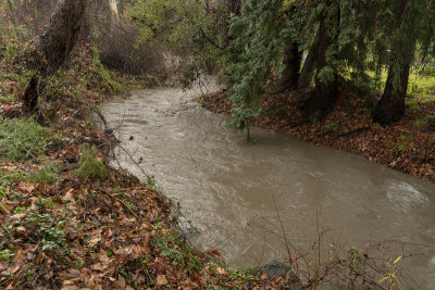 The Rain swollen Stevens Creek