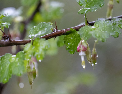 Flowering Fuchsia to Gooseberry