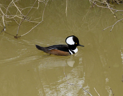 Hooded Merganser