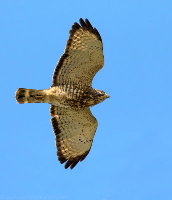 Broad-winged Hawk