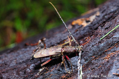 (Cerambycidae, Hoplocerambyx spinicornis) Long-horned Beetle