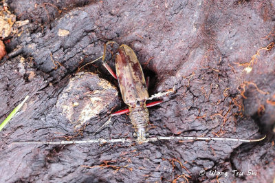 (Cerambycidae, Hoplocerambyx spinicornis) Long-horned Beetle